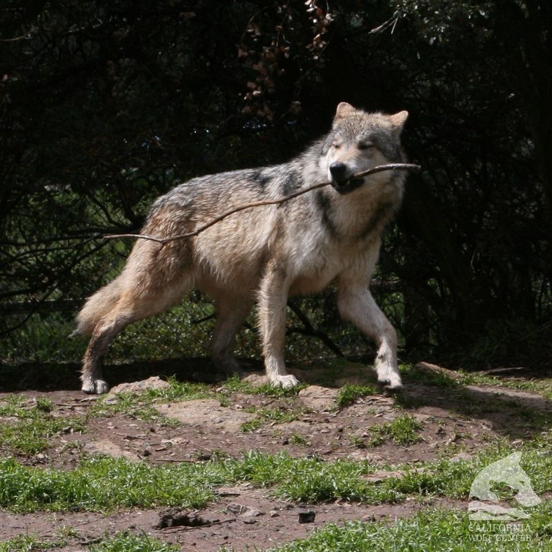 California Wolf Center, California