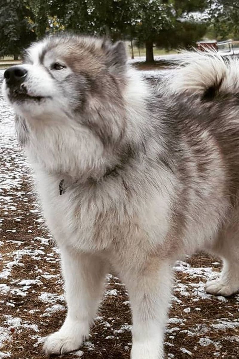 Canadian Eskimo Dog