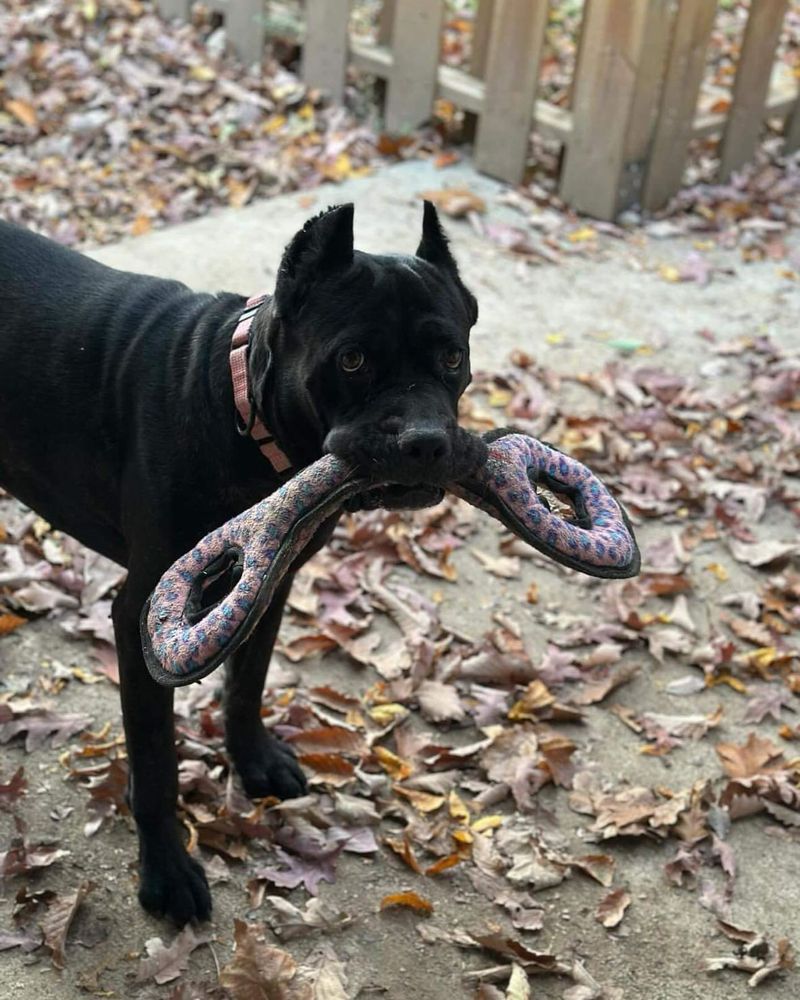 Cane Corso