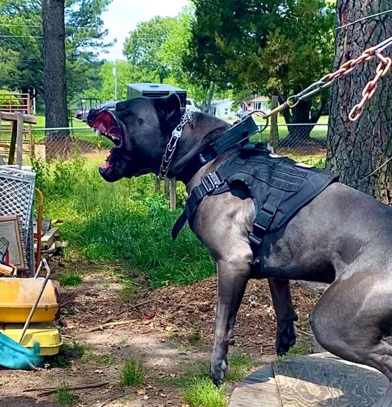 Cane Corso