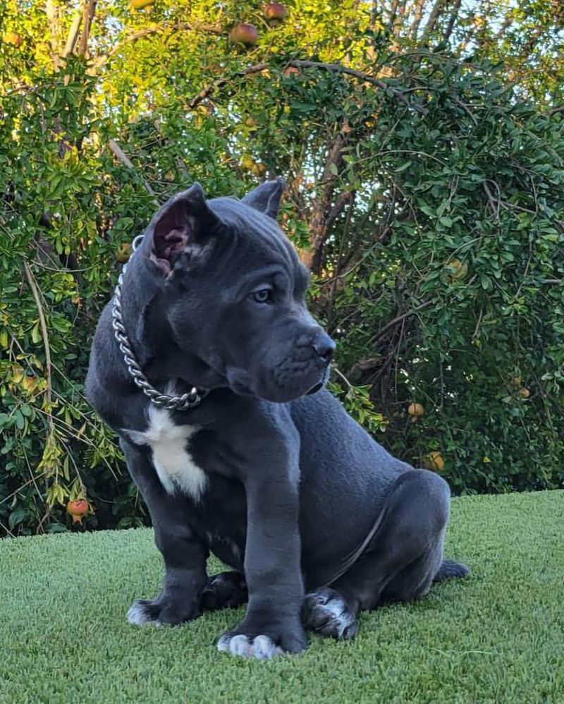 Cane Corso