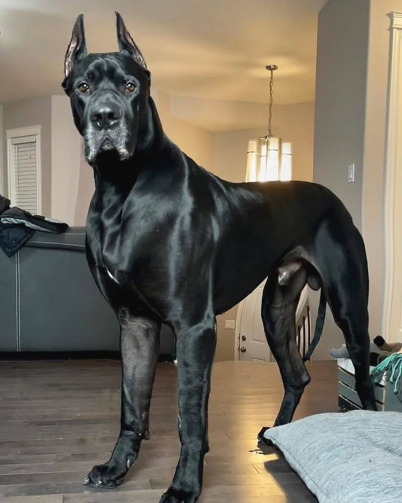 Cane Corso