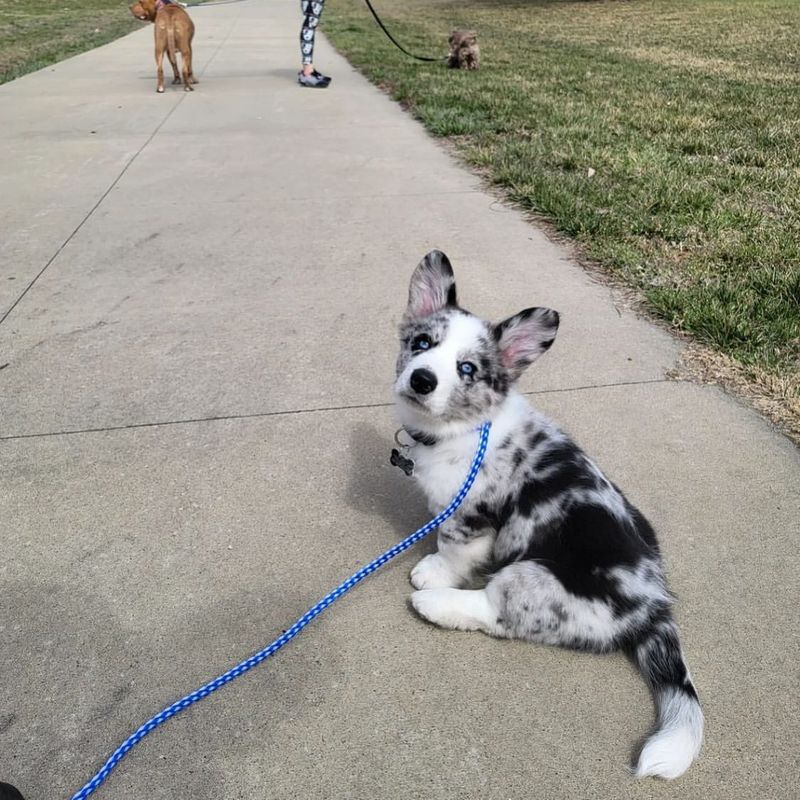 Cardigan Welsh Corgi