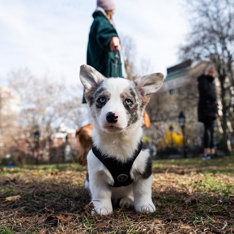 Cardigan Welsh Corgi