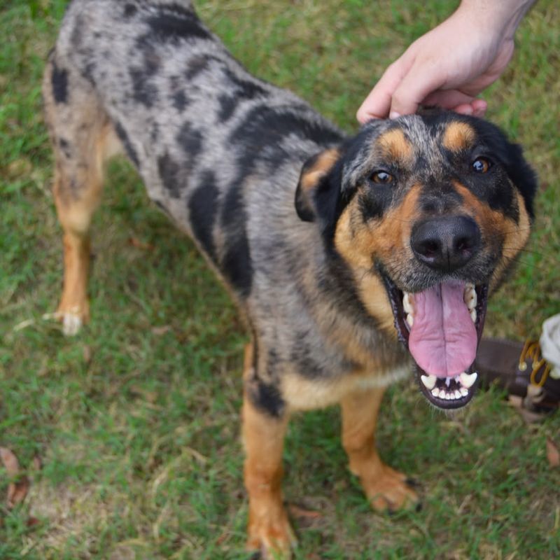 Catahoula Leopard Dog