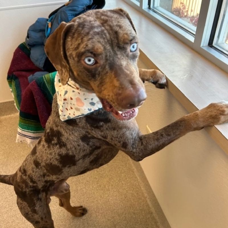 Catahoula Leopard Dog