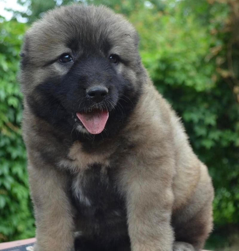 Caucasian Shepherd