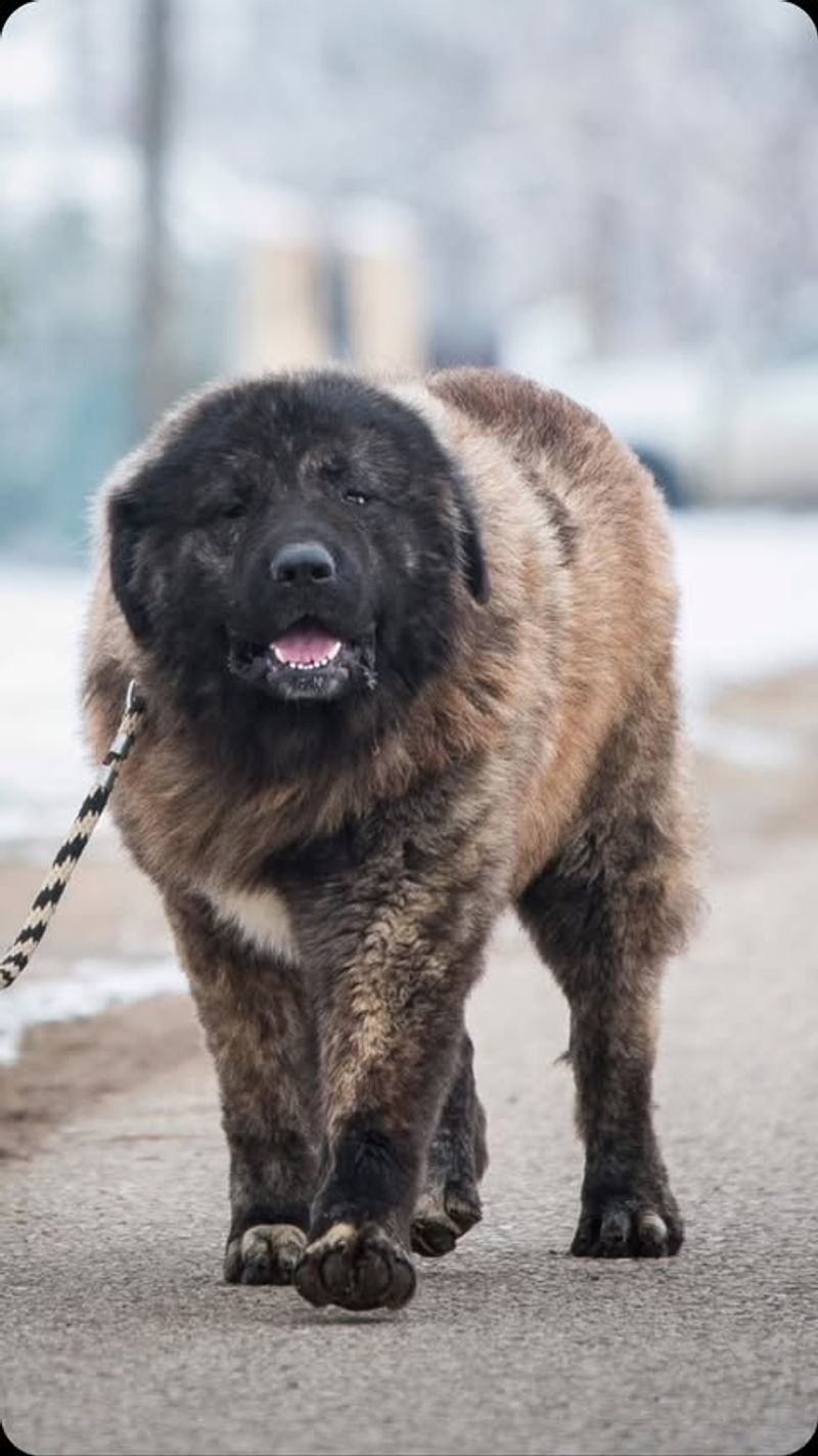 Caucasian Shepherd (Caucasian Ovcharka)