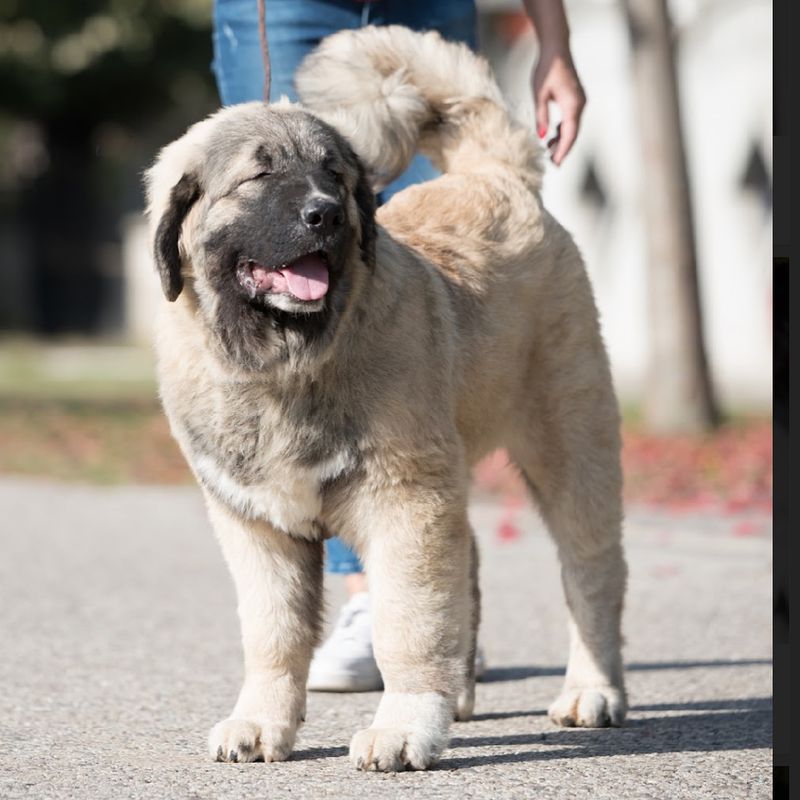 Caucasian Shepherd Dog