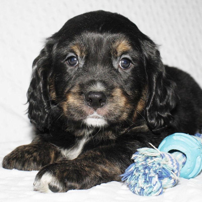 Cavalier King Charles Spaniel