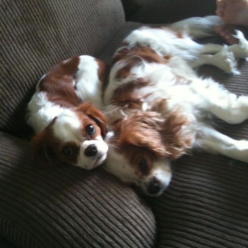 Cavalier King Charles Spaniel