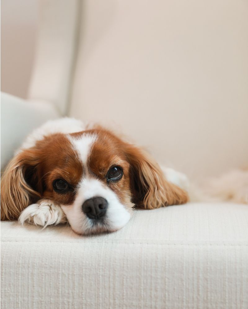 Cavalier King Charles Spaniel