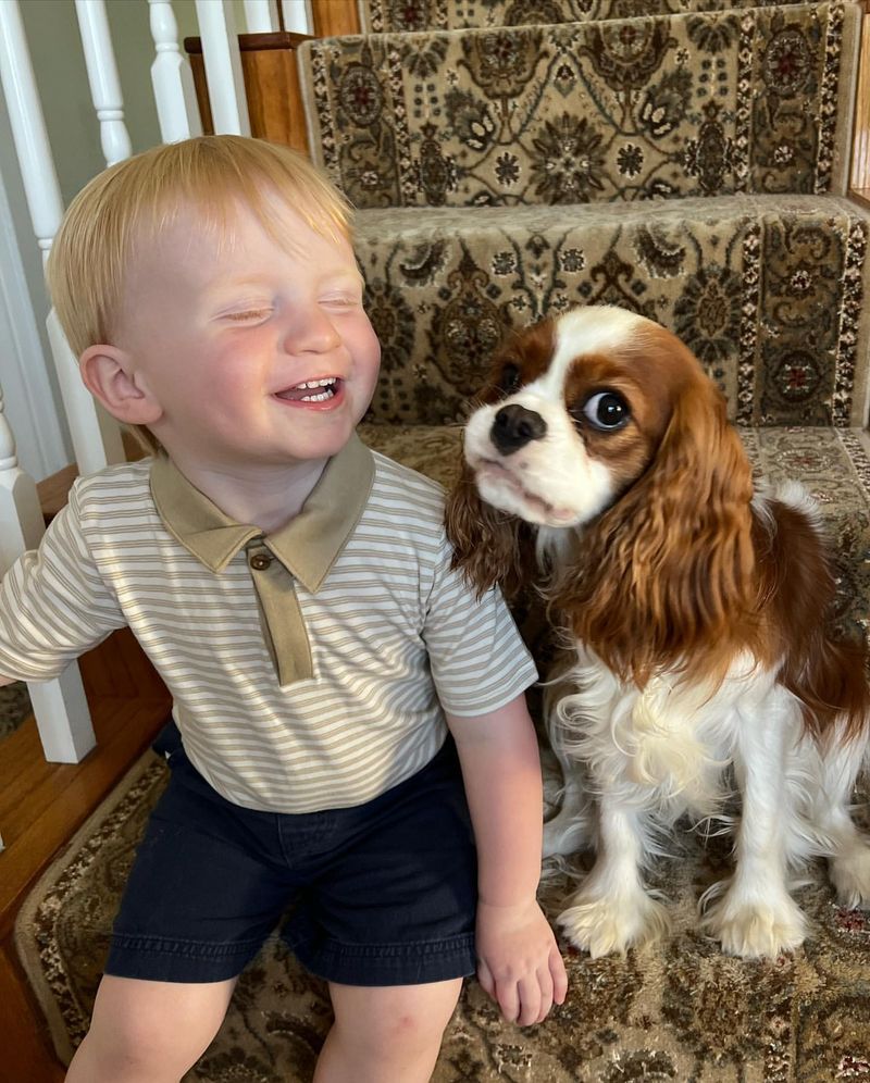 Cavalier King Charles Spaniel