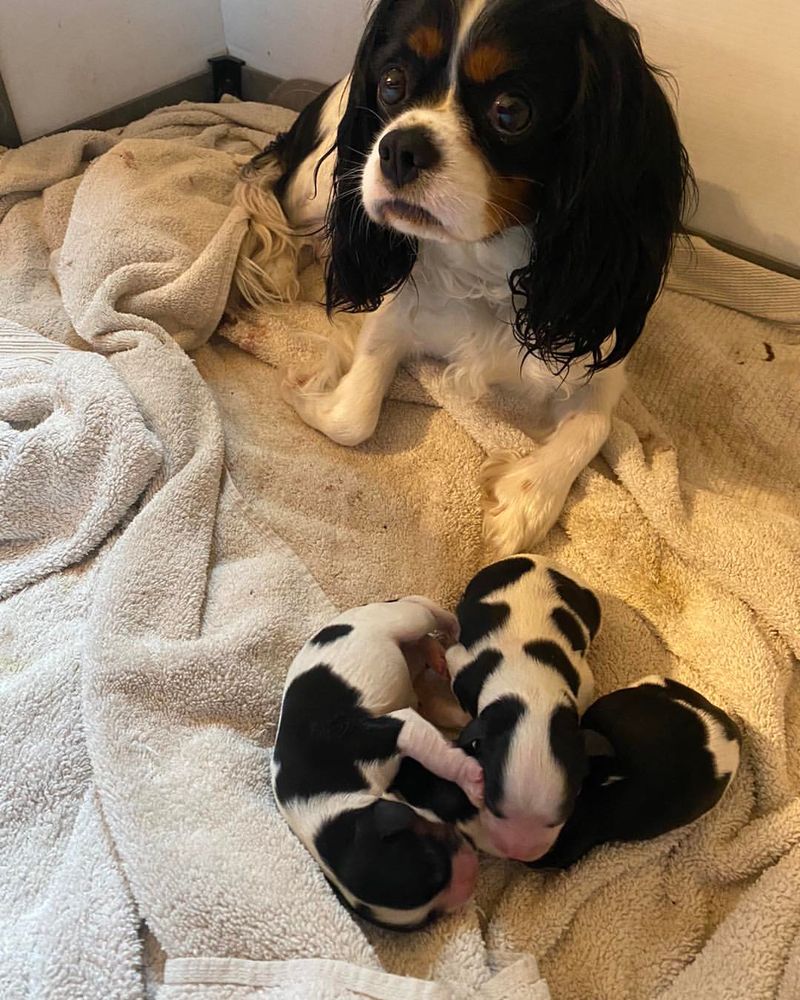 Cavalier King Charles Spaniel