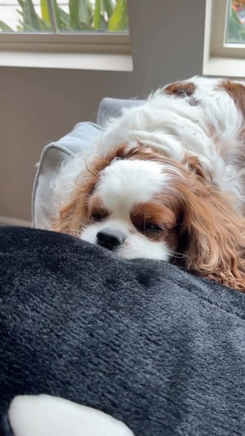 Cavalier King Charles Spaniel
