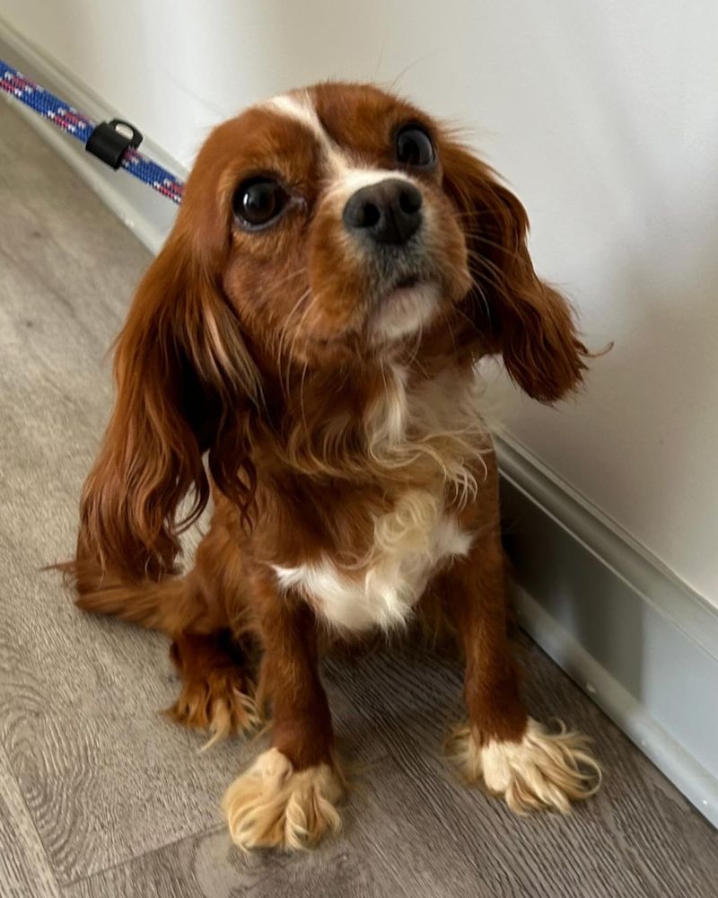 Cavalier King Charles Spaniel
