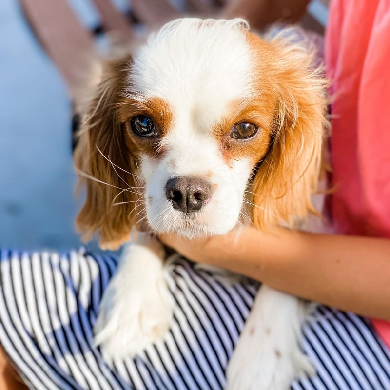 Cavalier King Charles Spaniel