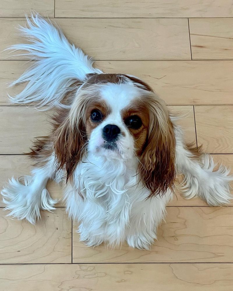 Cavalier King Charles Spaniel