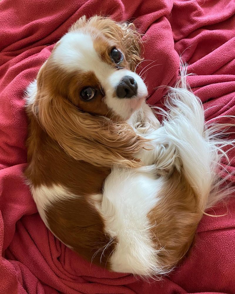 Cavalier King Charles Spaniel
