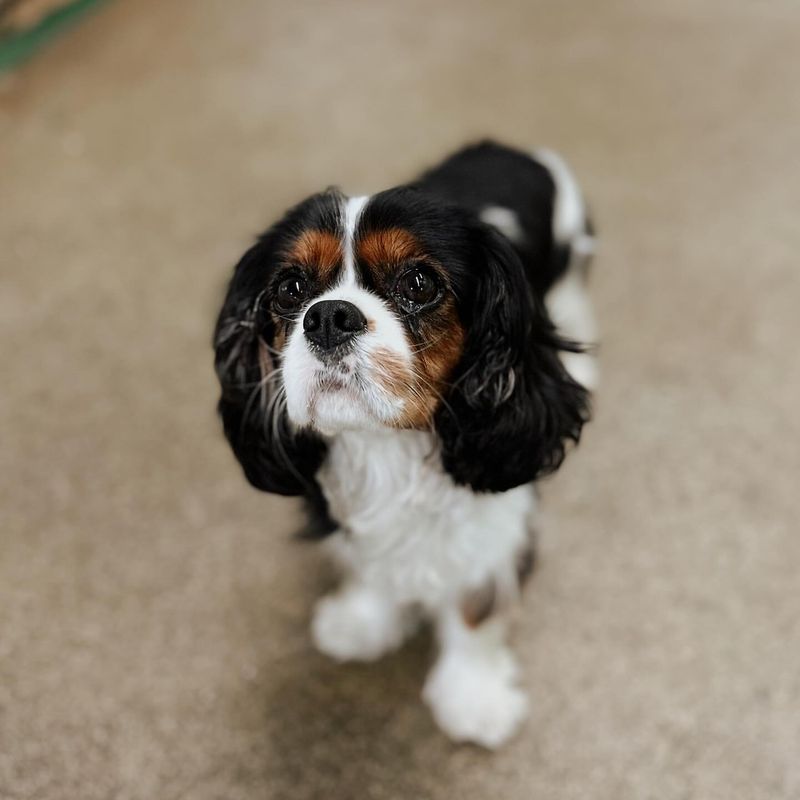 Cavalier King Charles Spaniel