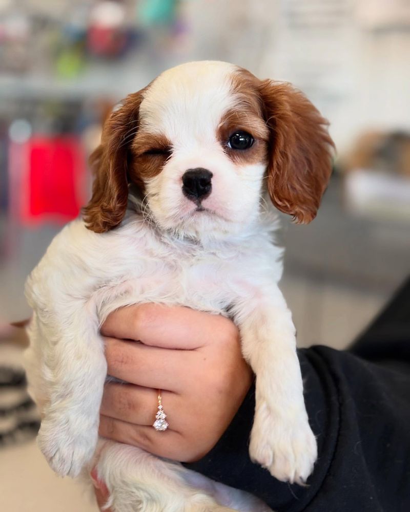 Cavalier King Charles Spaniel