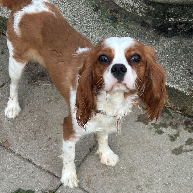 Cavalier King Charles Spaniel