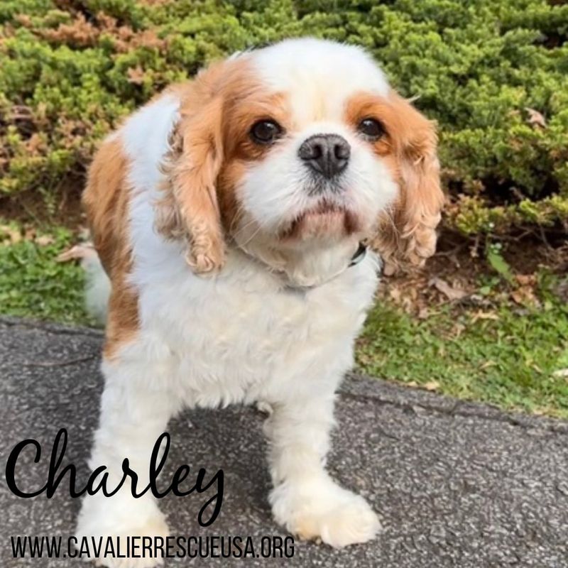 Cavalier King Charles Spaniel