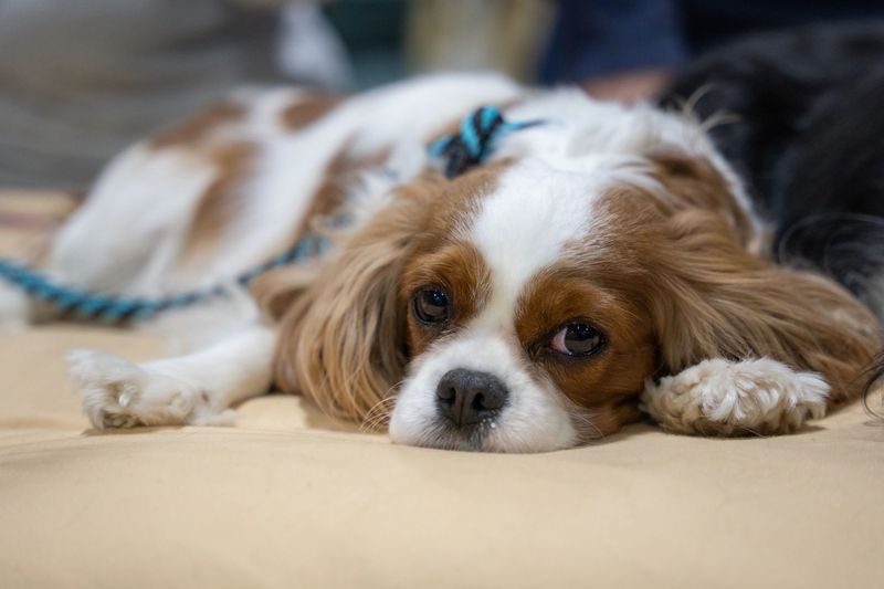 Cavalier King Charles Spaniel