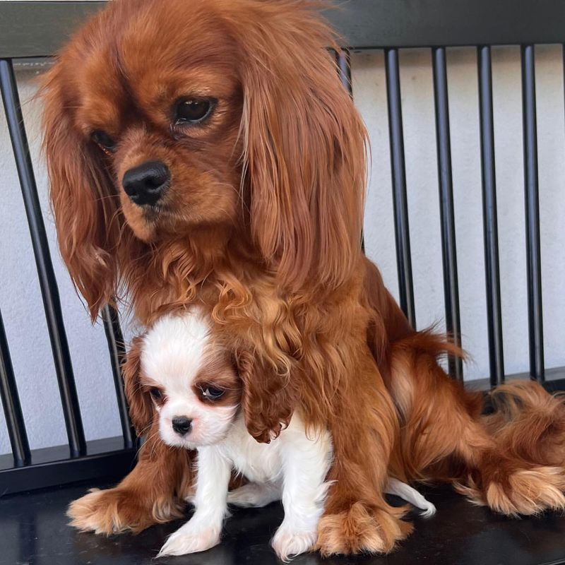 Cavalier King Charles Spaniel