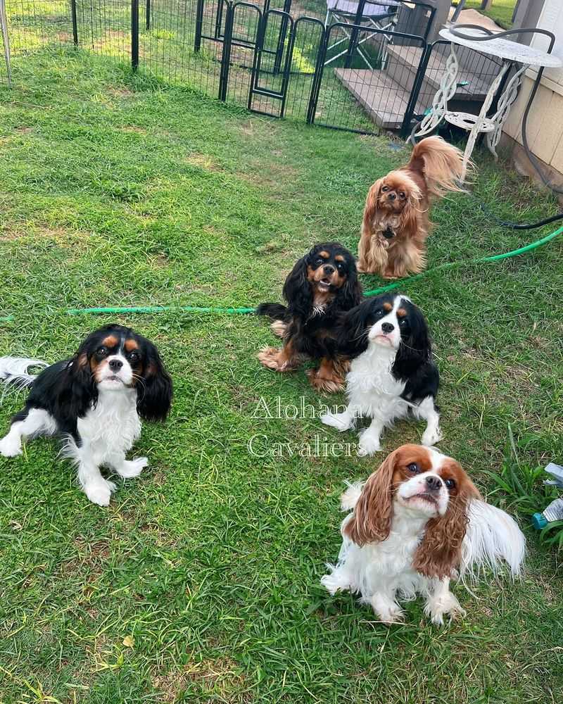 Cavalier King Charles Spaniel