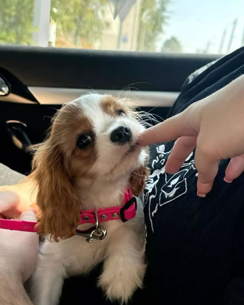 Cavalier King Charles Spaniel