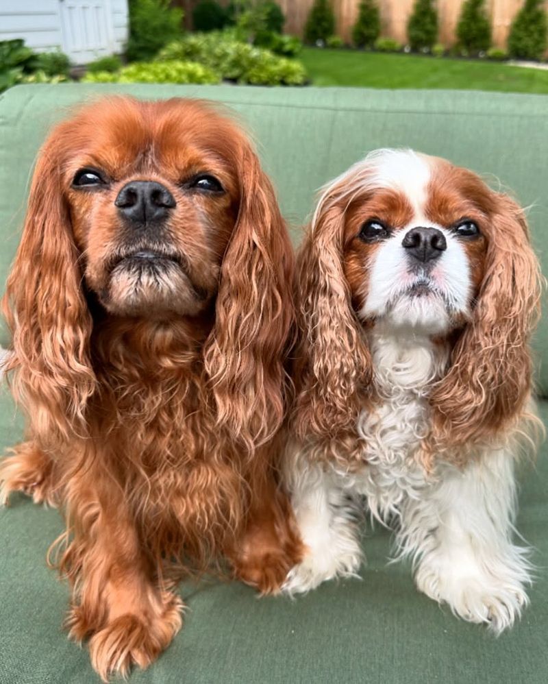 Cavalier King Charles Spaniel