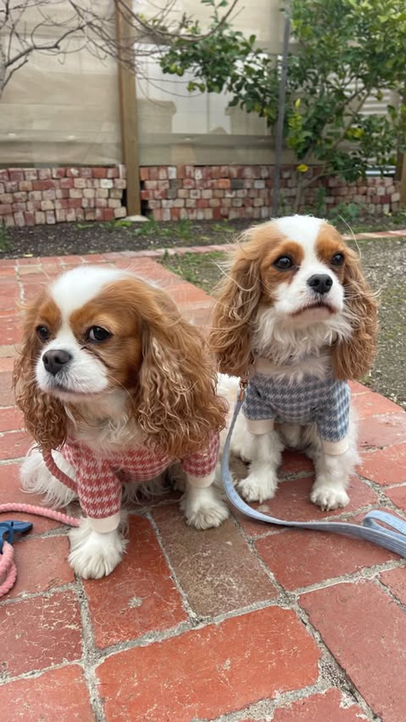 Cavalier King Charles Spaniel