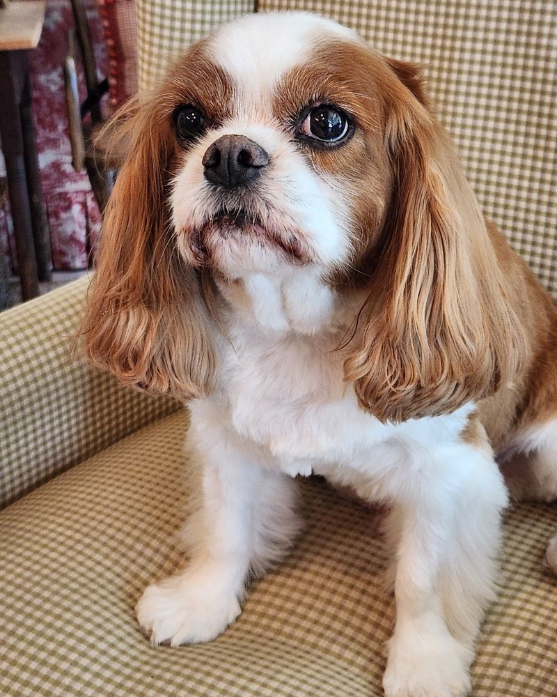 Cavalier King Charles Spaniel (White)