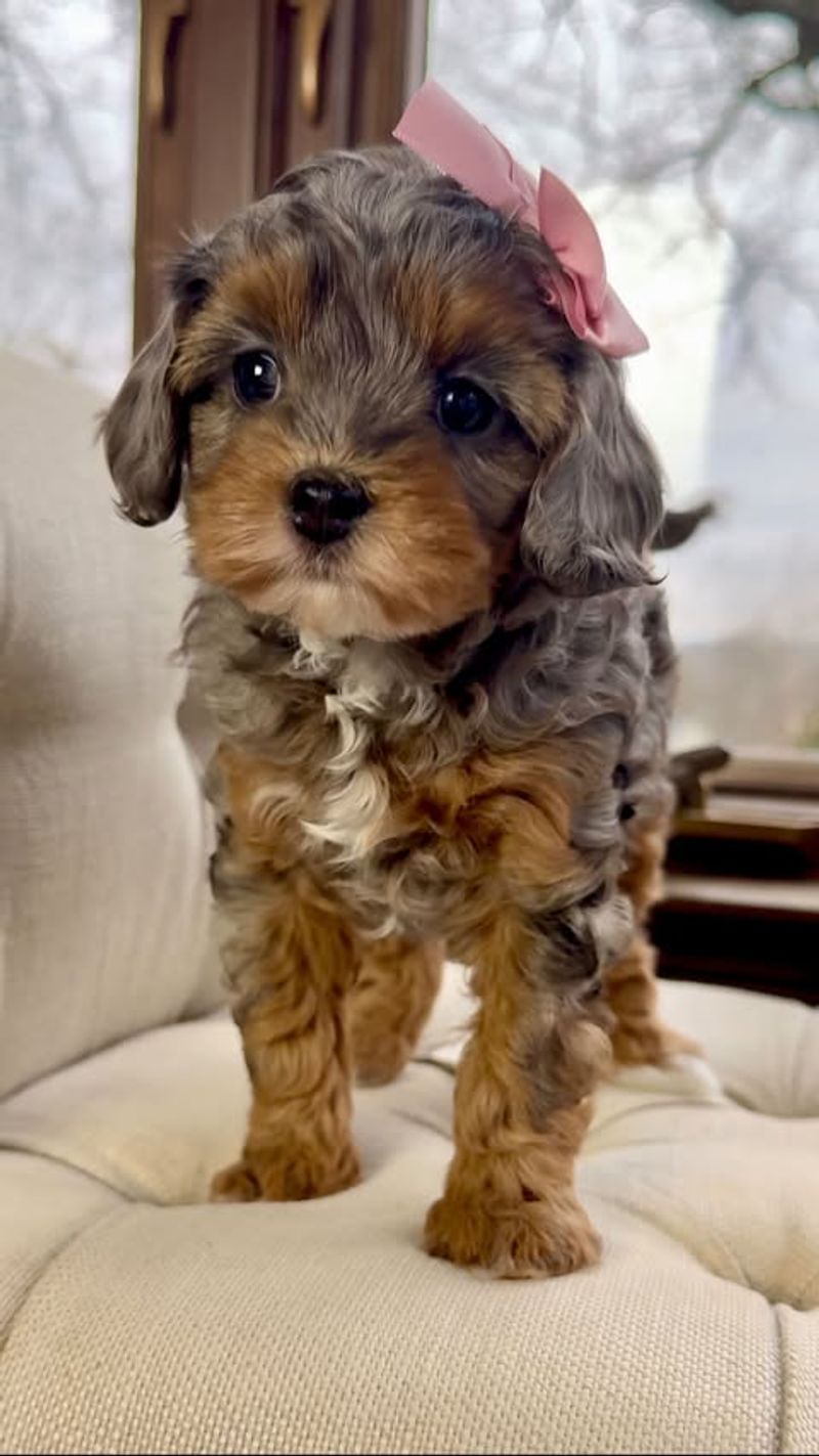 Cavapoo