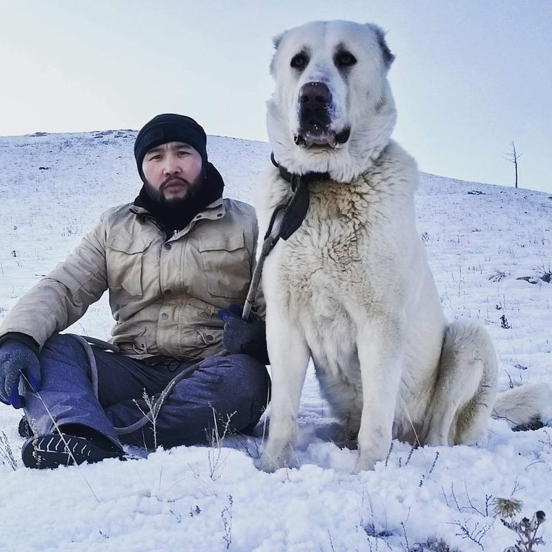 Central Asian Shepherd Dog