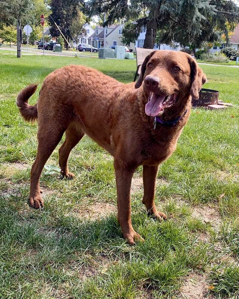 Chesapeake Bay Retriever