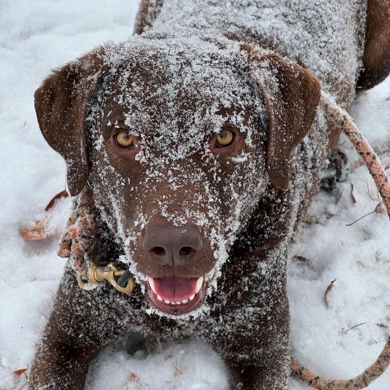 Chesapeake Bay Retriever