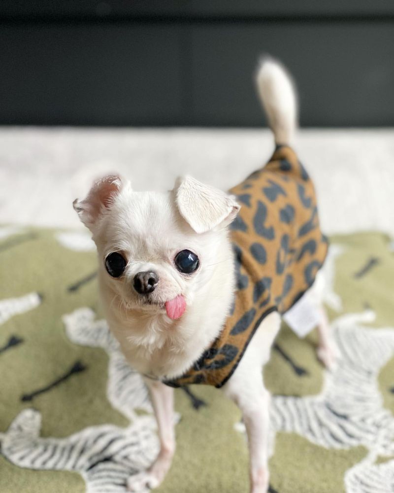 Chihuahua