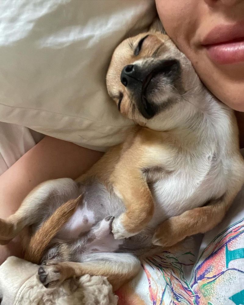 Chihuahua