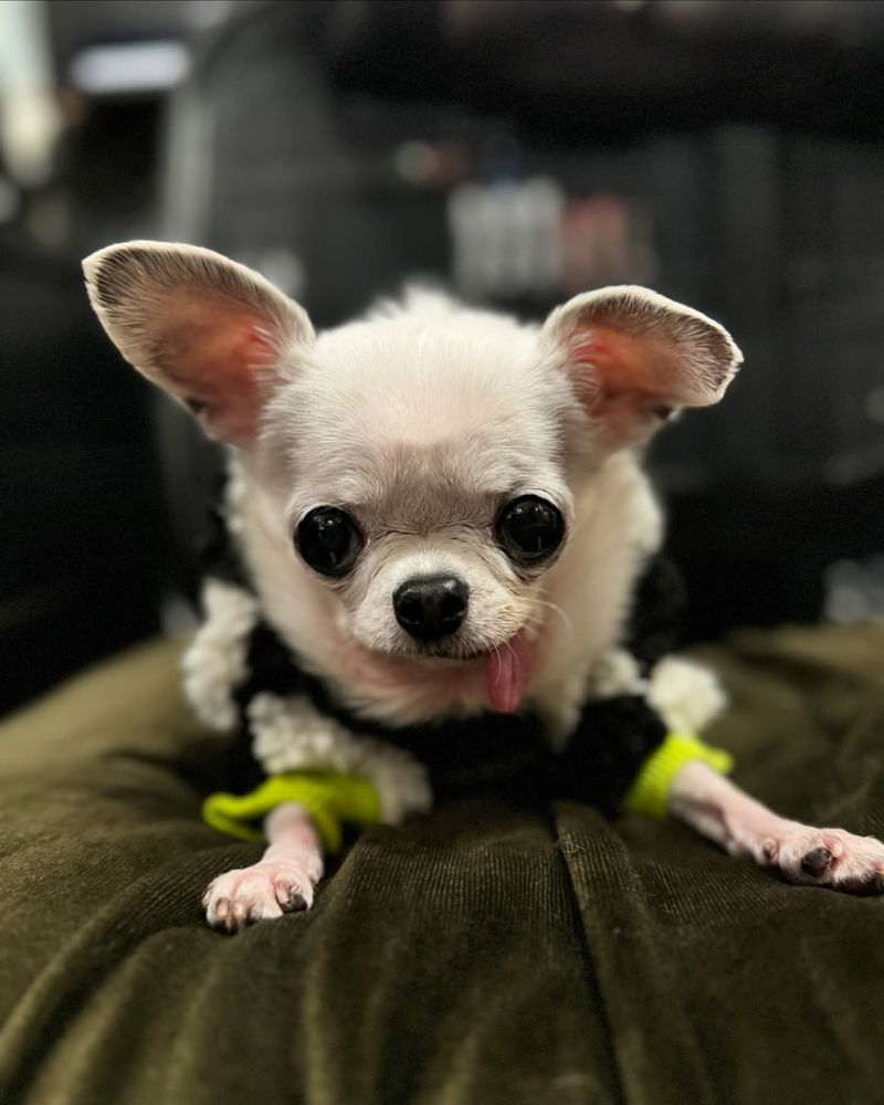 Chihuahua