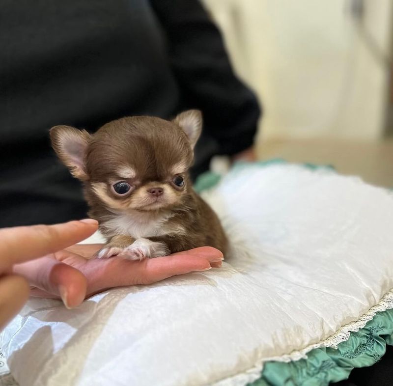 Chihuahua