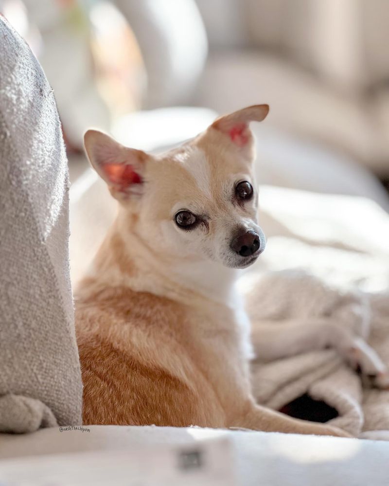 Chihuahua