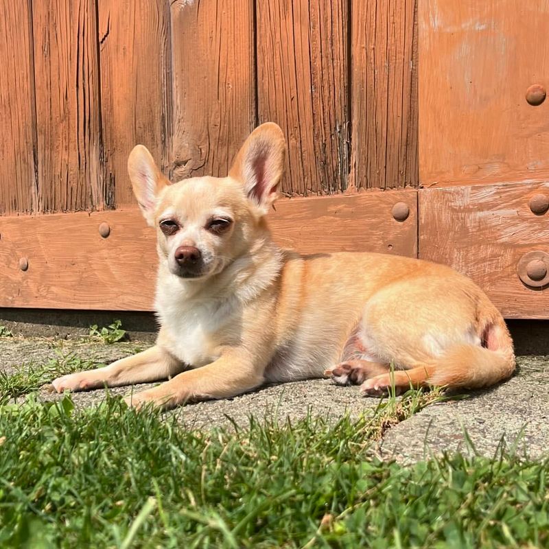 Chihuahua