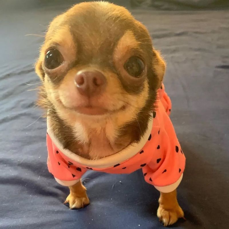 Chihuahua
