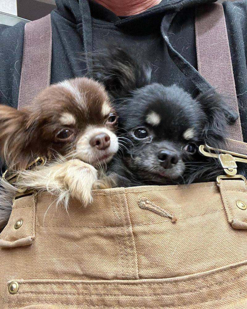 Chihuahua