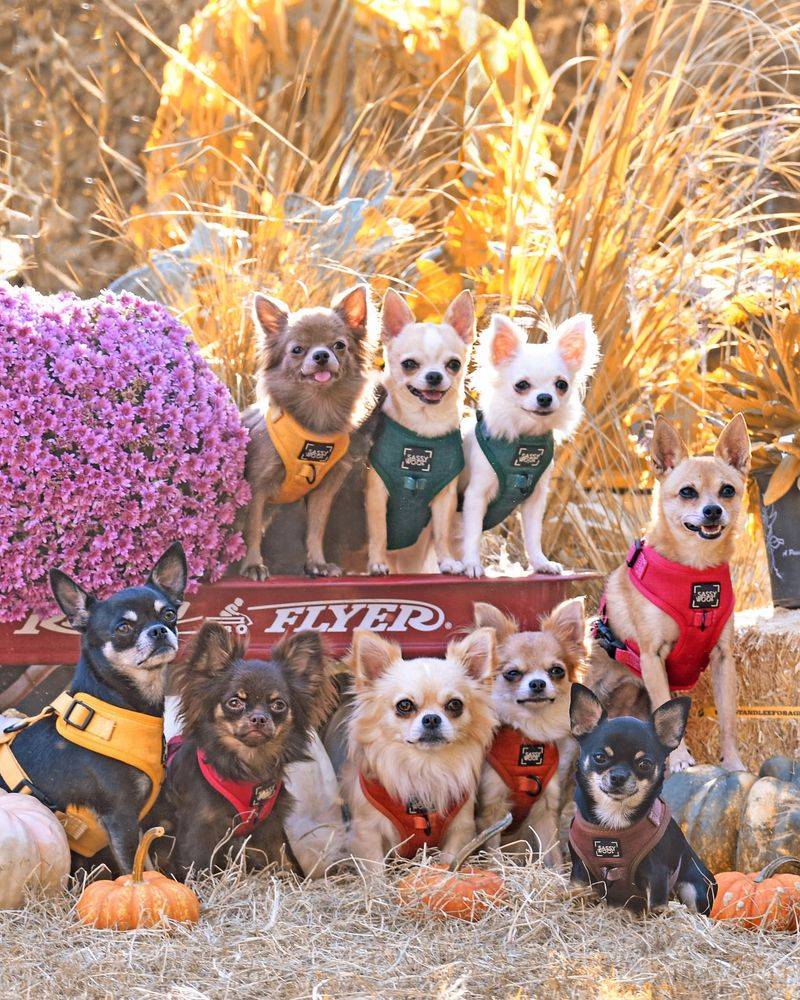 Chihuahua