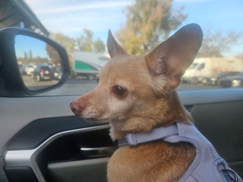 Chihuahua