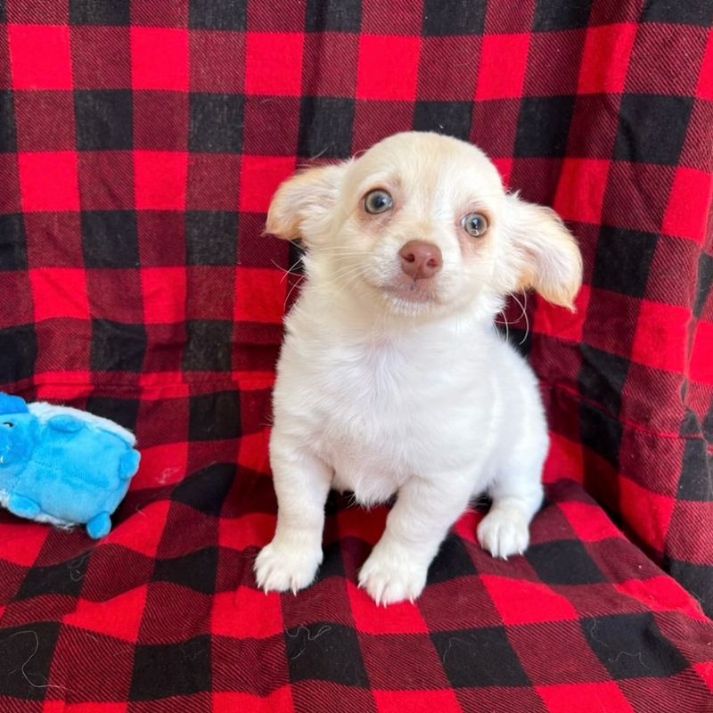 Chihuahua