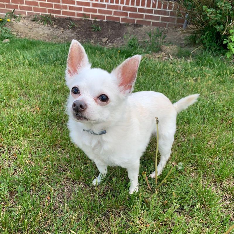 Chihuahua (White)